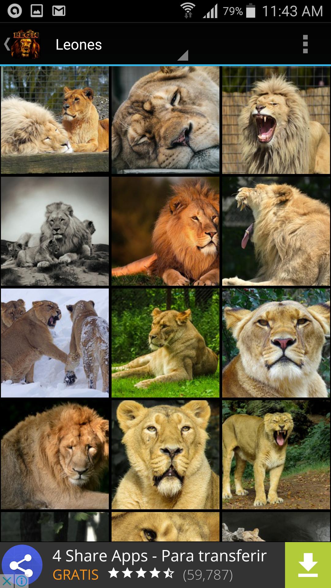 Imágenes para fondos de pantalla de leones APK for Android Download