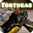 Imágenes para fondos de pantalla de Tortugas APK