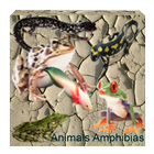 about animals amphibians icône