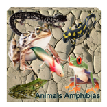 about animals amphibians