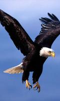 Eagle Wallpapers Plakat