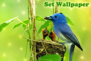 Birds Live Wallpaper imagem de tela 3