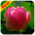 Lotus Live Wallpaper