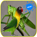Masteran Walang Kecek dan Lovebird APK