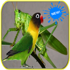 Masteran Walang Kecek dan Lovebird biểu tượng
