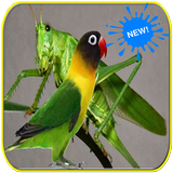 Masteran Walang Kecek dan Lovebird biểu tượng