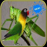 Masteran Walang Kecek dan Lovebird ảnh chụp màn hình 1