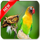 Masteran Lovebird vs Walang Kecek Ngekek Panjang APK