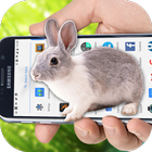 Bunny on your Screen Prank icono