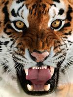 Тигры Справочник ảnh chụp màn hình 3