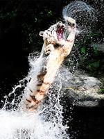 Тигры Справочник bài đăng