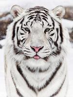 Тигры Справочник ảnh chụp màn hình 1