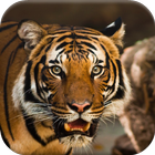 Real Animal Jigsaw Puzzles icon