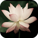 南無阿彌陀佛 APK