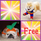 Cute Dog free(Concentration)-icoon