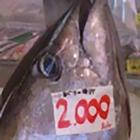 沖縄釣魚図鑑 Zeichen