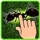 Ant Smasher - Permainan Anak APK