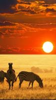 african sunset live wallpaper پوسٹر