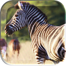 African Animals Live Wallpaper aplikacja