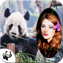 Giant Panda Photo Frame APK