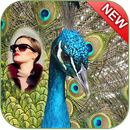 Peacock Photo Frame APK