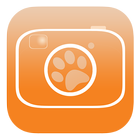 Safari Snap biểu tượng