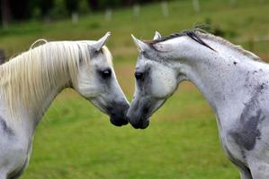 Chevaux - casse-tête capture d'écran 2