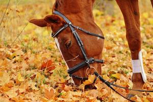 Chevaux - casse-tête capture d'écran 1