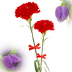 Flowers & Roses Photo APK