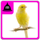 Gacor Kenari APK