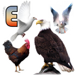 Birds Name: Learn & Listen آئیکن