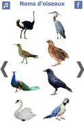 پوستر les noms des oiseaux avec phot