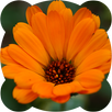 Jigsaw puzzles. Flowers APK