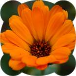 Пазлы. Цветы