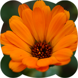 Jigsaw puzzles. Flowers icon