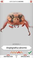 2 Schermata Xmas Beetle ID Guide