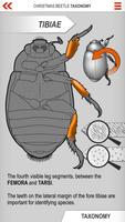 Xmas Beetle ID Guide تصوير الشاشة 3