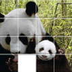 Pandas Sliding Jigsaw