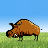 Hog Hunter иконка