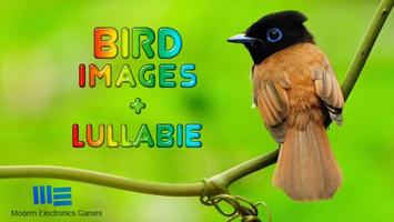 Beautiful Birds Affiche
