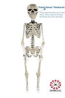 Mr.Bone ( Pengenalan Tulang) 海報