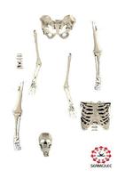 Mr.Bone ( Pengenalan Tulang) 截圖 1
