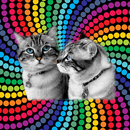Найди Кота Бесплатно(Весна) APK