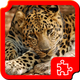 Big cats Puzzles