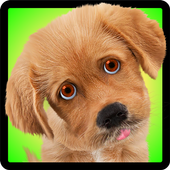 Dog Sounds