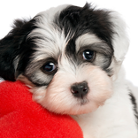 Cute Pets Daily: Fun Videos