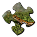 APK Salamander Jigsaw Puzzles