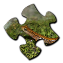 Salamander Jigsaw Puzzles aplikacja