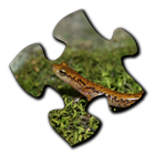 Salamander Jigsaw Puzzles-icoon
