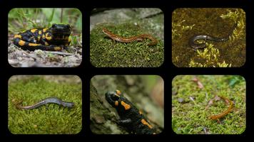 پوستر Salamander Jigsaw Puzzles